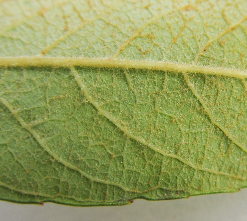 Salix atrocinerea / Salice di Gallura